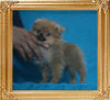 Canton_Michelle_Li_P6-6_1.65lbs_3mo_2842.jpg
