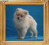 Canton_Mountain_Mama_2mo_4wk_2.6lbs_2783.jpg