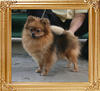 Canton_Ms._Chips_1yr_5mo_6.38lbs_6692.jpg
