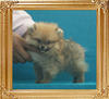 Canton_Ms_Volla_0.99lbs_2mo_2wk_P6-6_7372.jpg