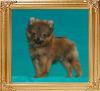 Canton_Musico_6186_3mo__1.8lbs_6-6_47537.jpg