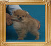 Canton_New_Bling_1.6lbs_3mo_2wk_3789.jpg