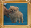 Canton_New_Fling_1.1lbs_3mo_2wk_P6-5_3382.jpg