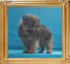 Canton_Noble_Crescent_1.1lbs_at_2mo_p6-5_6546.jpg