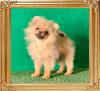 Canton_Paco_Chulo_6_mo_2.2_lbs.jpeg