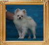 Canton_Pagan_Love_Song_2.64lbs_4mo_3wk_P6-4_1651.jpg
