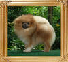 Canton_Paganini_1yr_4.5lbs_46071.jpg