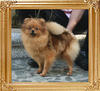 Canton_Paulette_Sunrise_5.28lbs_2yr_2mo_7079.jpg