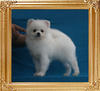 Canton_Persian_Embassy__P6-4_3.2lbs_4mo_3wk_1354.jpg