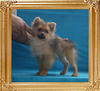 Canton_Phaedro_2.75lbs_at_3mo_2wk_7035.jpg