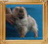 Canton_Prince_Rainier_2.75lbs_5mo_7586.jpg