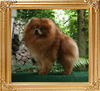 Canton_Pufpride_Dreamboy_3yr_8lbs_47110.jpg