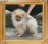 Canton_Raema_Star_4mon_3wk_2.86lbs_9399_0.jpg