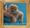 Canton_Rajah_Jackson__2.86lbs_4mo_P6-6_6719.jpg