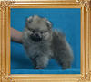 Canton_Red_Submarine_1.32lbs_2mo_2984.jpg