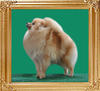 Canton_Renee_Zellweger_1_yr_9_mo_6lbs_2011-09-07.jpg