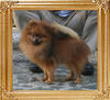 Canton_Road_to_Mt_Crest_3.7lbs_2yr_2701.jpg