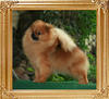 Canton_Royal_Scepter_4.7lbs_47398.jpg