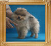Canton_Saga_2mo_3wk_3.3lbs_3487.jpg