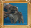 Canton_Sapphire_Bling_1.1lbs_2mo_1wk_P6-4_0386.jpg