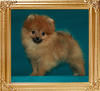 Canton_Sapphire_Moon_3mo_1wk_1.7lbs_47256.jpg