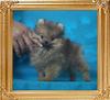 Canton_Sharon_Stone_2mo_3wk_1.54lbs_P6-6_7927.jpg
