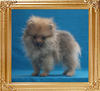 Canton_Shiniquia_Star_3mo_1.65lbs_2962.jpg