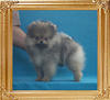 Canton_Sky_Dancer_2mo_1wk_2lbs_2523_.jpg