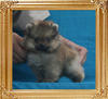 Canton_Starburst_Galaxy_1.1lbs_2mo_2wk_P6-6_0011.jpg