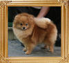 Canton_Sunrise_Breeze_5930_2yr_11mon_2.55lbs_5930.jpg