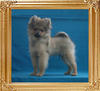 Canton_Sunrise_Kagney_3mo_3wk_3.5lbs_3577.jpg