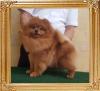 Canton_Sunrise_Queen_6.4lbs_at_1yr_9mos_1wk.jpg