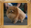 Canton_Sunrise_Rajah_1yr_5.5lbs_22-23cm_4653_B.jpg