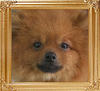 Canton_Sunrise_Sharice_2yr_4mon_5.06lbs_3401.jpg