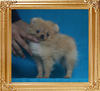 Canton_Sunrise_Sona_P6-4_1.1lbs_3mo_2wk_2671.jpg