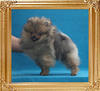 Canton_Super_Bravia_3mo_1wk_1.7lbs__3056.jpg
