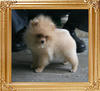 Canton_Super_Bravo_3mo_2lbs_2055_.jpg