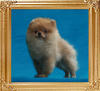 Canton_Super_Wonder__5868_2mo_3wk_2lbs_6-6_47549.jpg