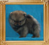 Canton_Supersweet_0.8lbs_1mo_3wk_47073.jpg