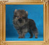 Canton_Supremo_2mo_3wk_1.1lbs_P6-6_8905.jpg