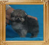 Canton_Susanah_Khan_1.1lbs_1mo_3wk_P6-6_0674.jpg