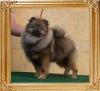 Canton_Swift_N_Dangerous_6mos_2wks_4.7lbs_0124.jpg