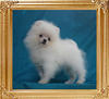 Canton_Tallyesson_2mo_2wk_2.6lbs_49591.jpg
