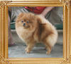 Canton_Tammy_Lee_1yr_10mon_5.5lbs_8780.jpg
