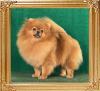 Canton_Top_Lady_final_2_yrs_1_mos_8633.jpg