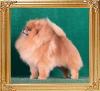 Canton_Top_Star_8046.jpg