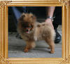 Canton_Ultimate_Fantasy_5mo_2.75lbs_2206.jpg