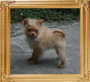 Canton_Undaunted_Star_2.2lbsat_5mo_1wk_7625.jpg