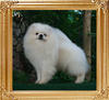 Canton_White_Ale__10mo_5.5lbs_21.5cm_A_47142.jpg