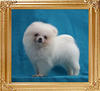 Canton_White_Anthony_1.4lbs_2mo_3wk.jpg